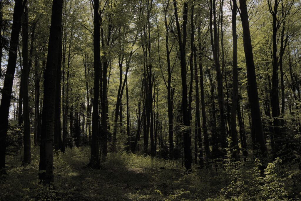 Tranquil forest scene with tall trees in springtime, highlighting natural beauty in Poland.
