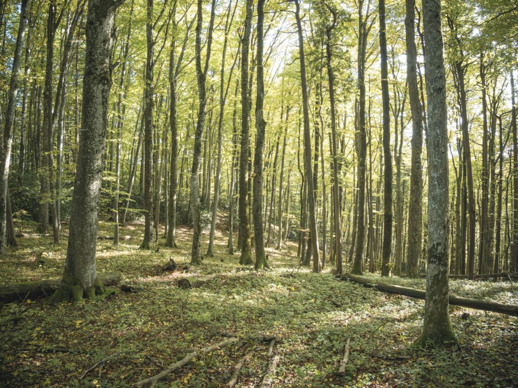 Captivating forest landscape with sunlit trees in a peaceful, lush setting.