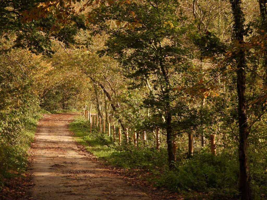Serene dirt road through lush trees in Boeschepe, capturing the essence of autumn.approche intégrative, psychologue intégrative, thérapie intégrative, psychologue en ligne, psychologue en visio, thérapie en ligne, TCC, approche humaniste, approche